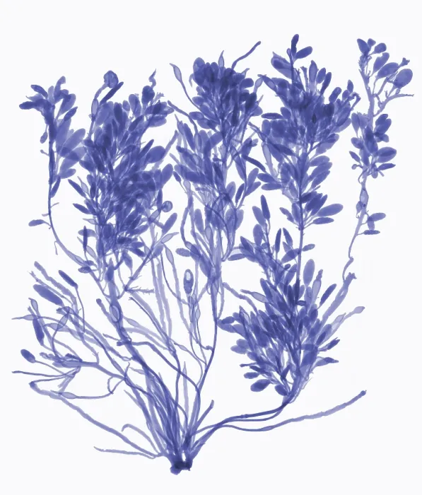 Framed Print : Rockweed Seaweed, X-ray Framed Print : Rockweed Seaweed, X-ray