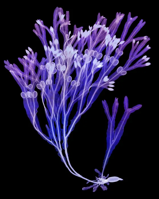 Framed Print : Rockweed Seaweed, X-ray Framed Print : Rockweed Seaweed, X-ray