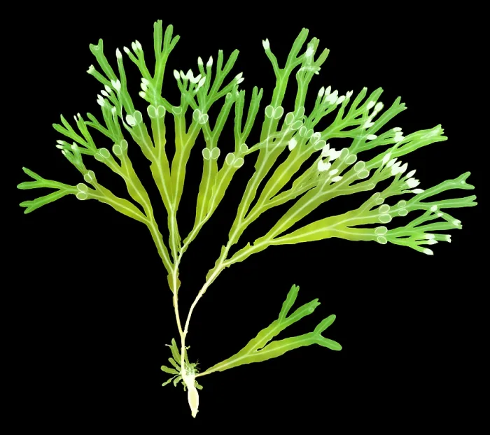 Framed Print : Rockweed Seaweed, X-ray Framed Print : Rockweed Seaweed, X-ray