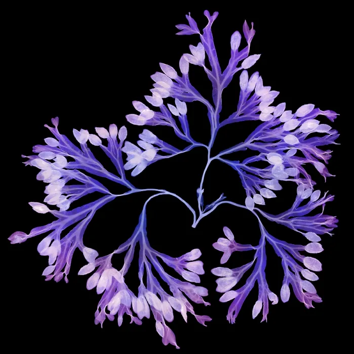 Framed Print : Rockweed Seaweed, X-ray