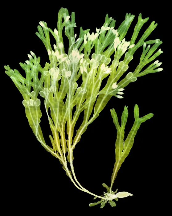 Framed Print : Rockweed Seaweed, X-ray Framed Print : Rockweed Seaweed, X-ray