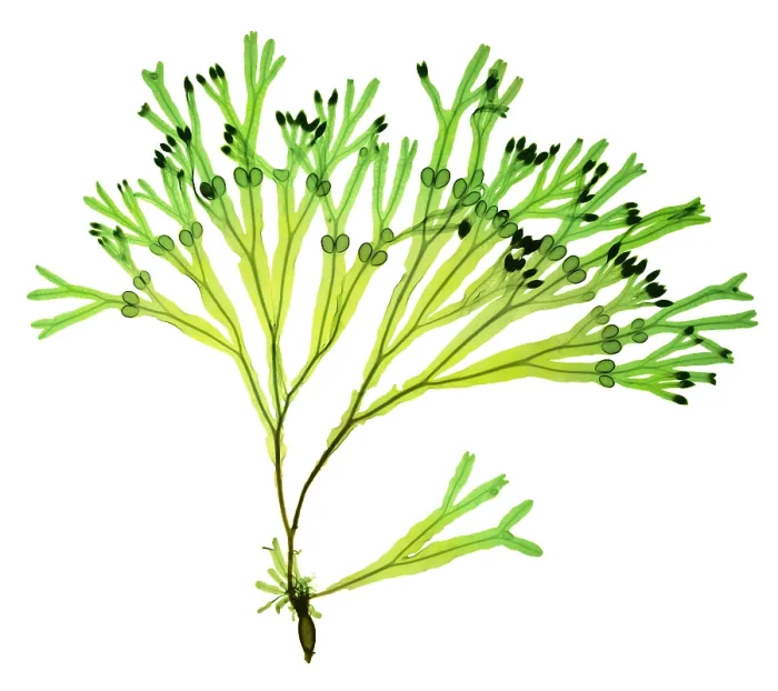 Framed Print : Rockweed Seaweed, X-ray Framed Print : Rockweed Seaweed, X-ray