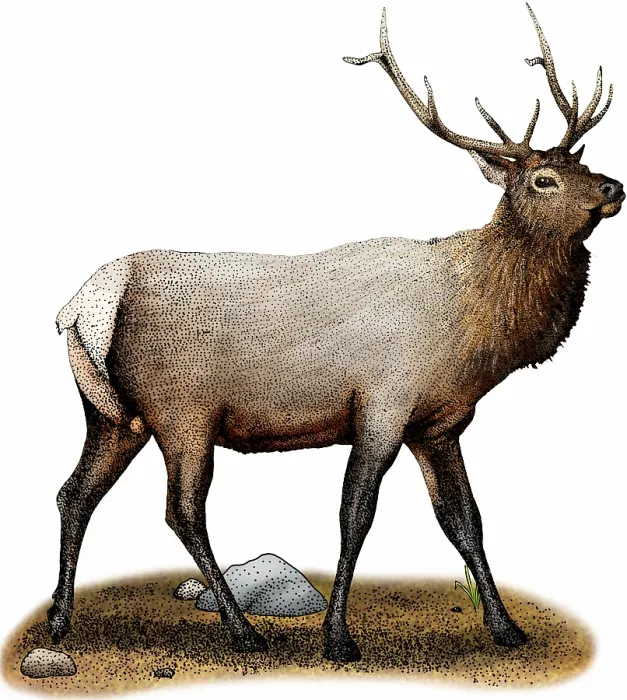 Framed Print : Rocky mountain elk Framed Print : Rocky mountain elk
