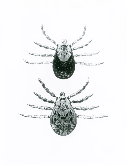 Framed Print : Rocky Mountain Spotted Fever Ticks Framed Print : Rocky Mountain Spotted Fever Ticks