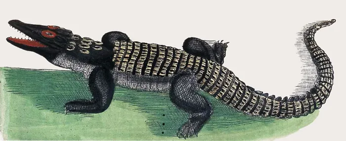 Framed Print : Rondelet, Crocodile, 16th Century Framed Print : Rondelet, Crocodile, 16th Century