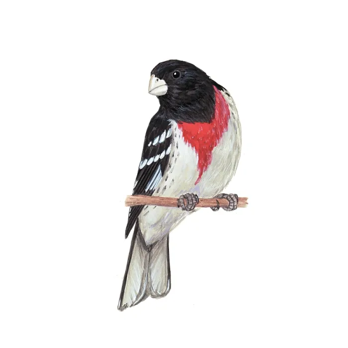 Framed Print : Rose-breasted grosbeak Framed Print : Rose-breasted grosbeak