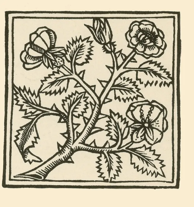 Framed Print : Rose illustration, from Macer's Viribus Herbarum Framed Print : Rose illustration, from Macer's Viribus Herbarum