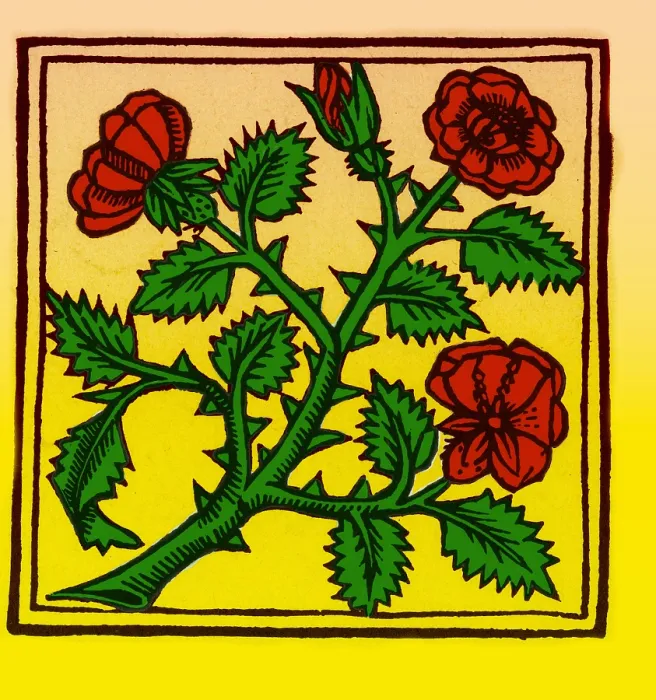 Framed Print : Rose illustration, from Macer's Viribus Herbarum Framed Print : Rose illustration, from Macer's Viribus Herbarum