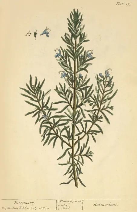 Framed Print : Rosemary, Medicinal Plant, 1737 Framed Print : Rosemary, Medicinal Plant, 1737