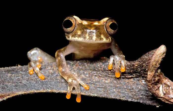 Framed Print : Ross Allen's Treefrog Framed Print : Ross Allen's Treefrog