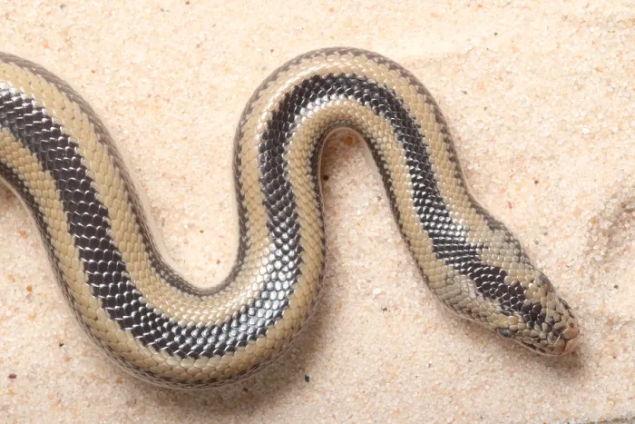 Framed Print : Rosy Boa (Lichanura trivirgata) Framed Print : Rosy Boa (Lichanura trivirgata)