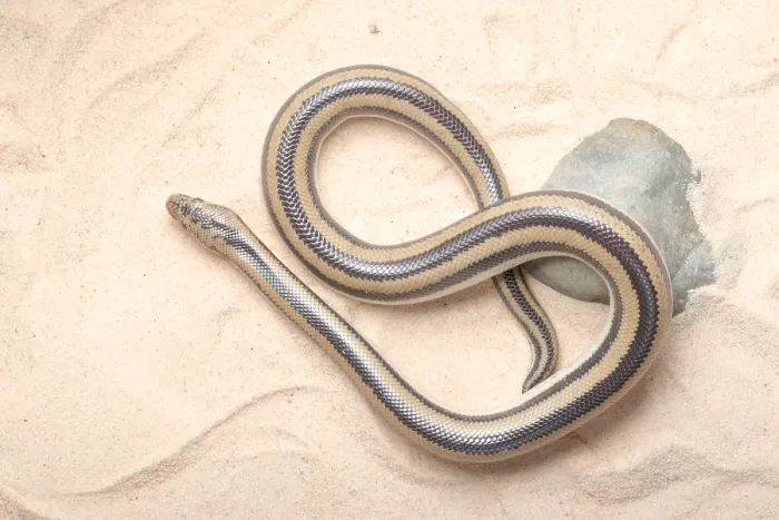 Framed Print : Rosy Boa (Lichanura trivirgata) Framed Print : Rosy Boa (Lichanura trivirgata)