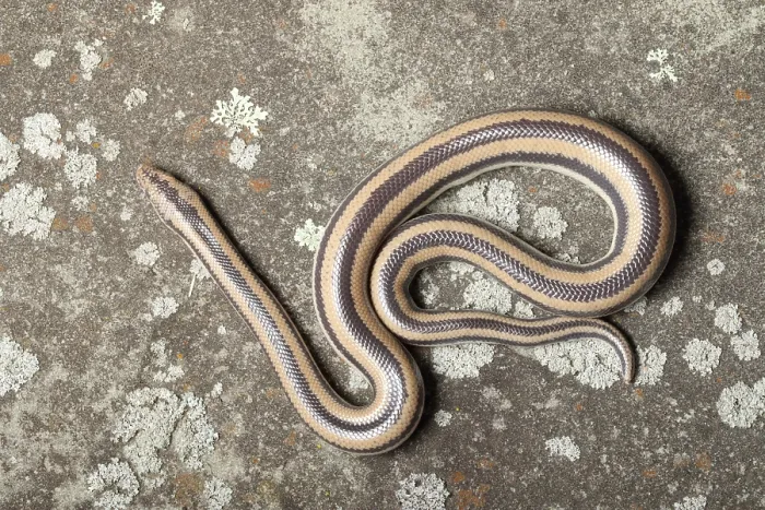 Framed Print : Rosy Boa (Lichanura trivirgata) Framed Print : Rosy Boa (Lichanura trivirgata)