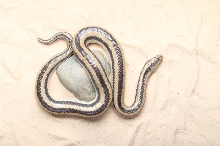 Framed Print : Rosy Boa (Lichanura trivirgata) Framed Print : Rosy Boa (Lichanura trivirgata)