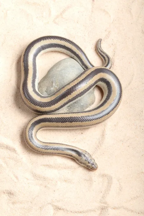 Framed Print : Rosy Boa (Lichanura trivirgata)