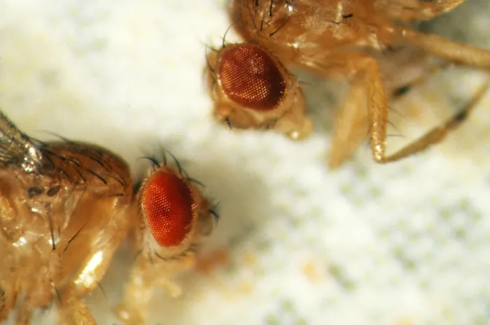 Framed Print : Rosy-Eyed Fruit Fly