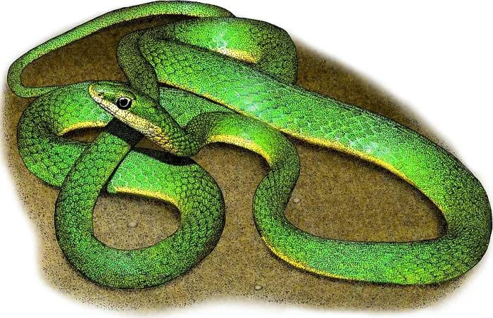 Framed Print : Rough Green Snake, Illustration Framed Print : Rough Green Snake, Illustration