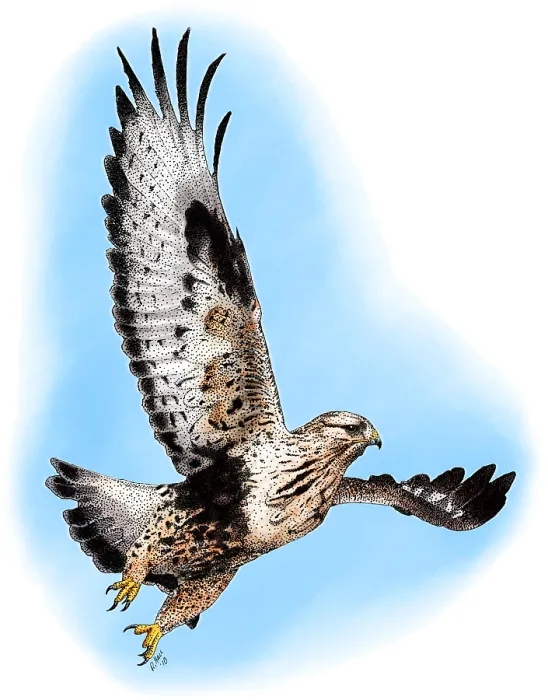 Framed Print : Rough-legged Hawk Framed Print : Rough-legged Hawk
