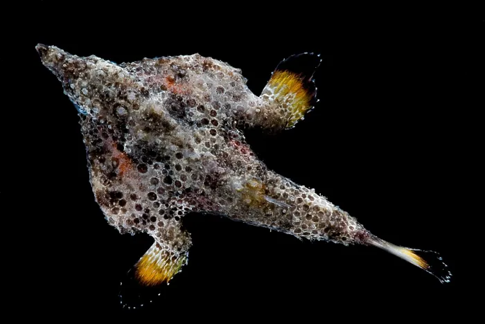 Framed Print : Roughback Batfish Framed Print : Roughback Batfish