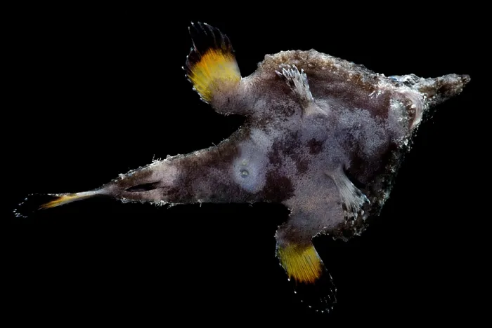 Framed Print : Roughback Batfish Framed Print : Roughback Batfish
