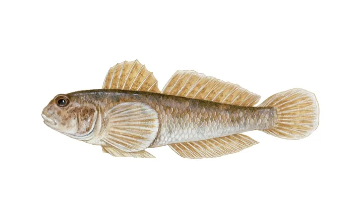 Framed Print : Round Goby (Neogobius melanostomus)