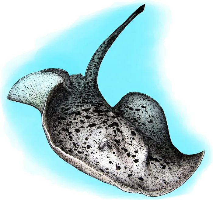 Framed Print : Round Ribbontail Ray, Illustration