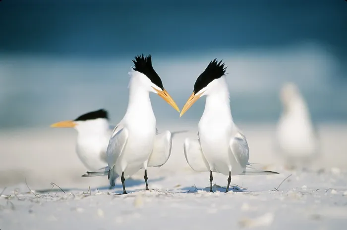 Framed Print : Royal Terns Framed Print : Royal Terns
