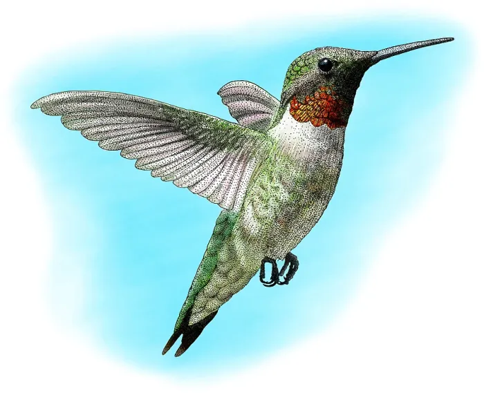 Framed Print : Ruby-Throated Hummingbird