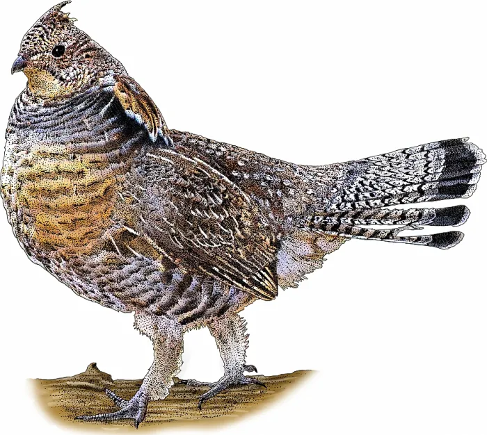 Framed Print : Ruffed Grouse Framed Print : Ruffed Grouse