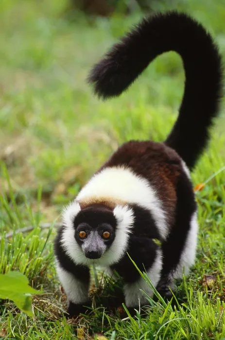 Framed Print : Ruffed lemur, Madagascar Framed Print : Ruffed lemur, Madagascar
