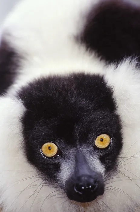 Framed Print : Ruffed lemur, Madagascar Framed Print : Ruffed lemur, Madagascar