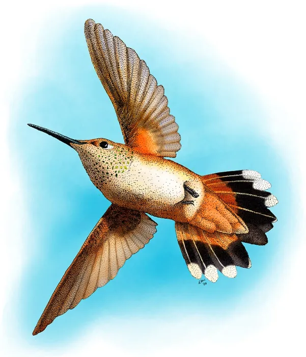 Framed Print : Rufous Hummingbird Framed Print : Rufous Hummingbird