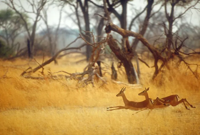 Framed Print : Running impala Framed Print : Running impala