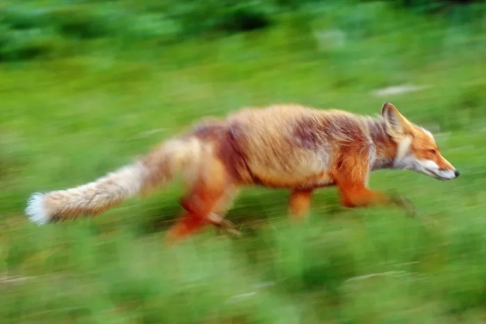 Framed Print : Running red fox Framed Print : Running red fox