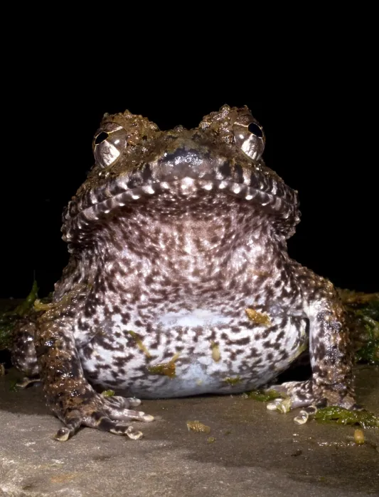 Framed Print : Rusty Robber Frog Framed Print : Rusty Robber Frog