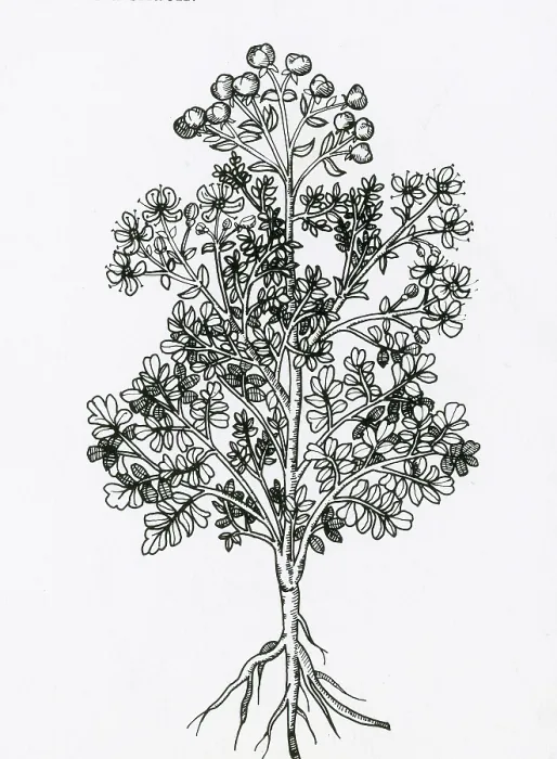 Framed Print : Ruta Graveolens, Alchemy Plant Framed Print : Ruta Graveolens, Alchemy Plant