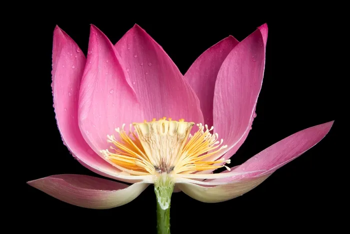 Framed Print : Sacred Lotus (Nelumbo nucifera) Framed Print : Sacred Lotus (Nelumbo nucifera)