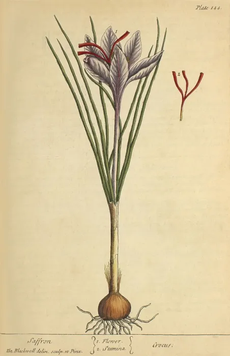 Framed Print : Saffron, Medicinal Plant, 1737 Framed Print : Saffron, Medicinal Plant, 1737