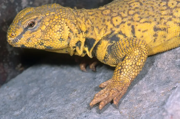 Framed Print : Saharan Uromastyx Framed Print : Saharan Uromastyx