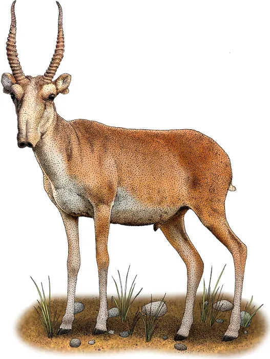 Framed Print : Saiga antelope
