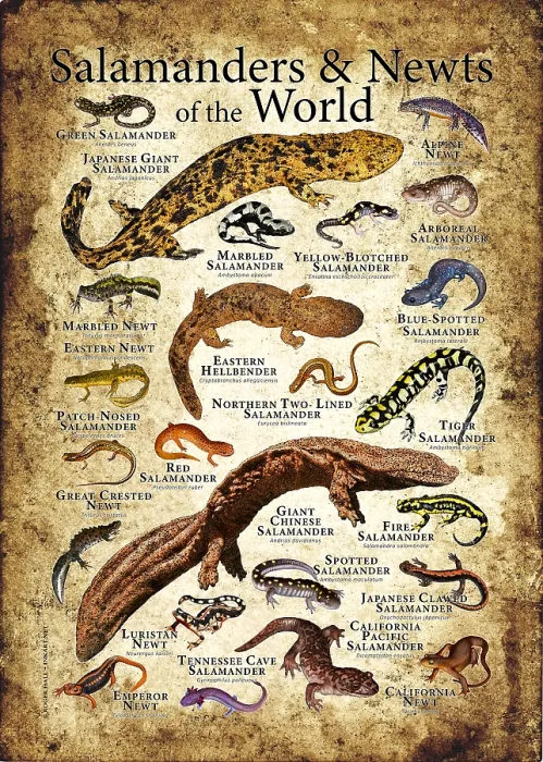Framed Print : Salamanders and Newts of the World Framed Print : Salamanders and Newts of the World