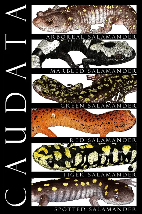 Framed Print : Salamanders, Poster Framed Print : Salamanders, Poster
