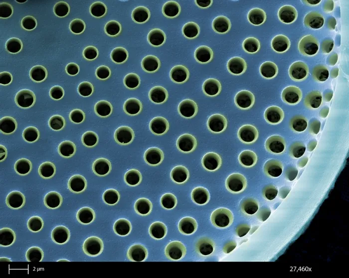 Framed Print : Saltwater Diatom Framed Print : Saltwater Diatom