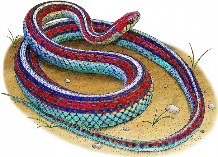 Framed Print : San Francisco Garter Snake Framed Print : San Francisco Garter Snake