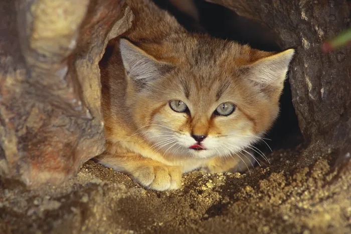 Framed Print : Sand Cat (Felis margarita), indigenous from the Sahara to Pakistan Framed Print : Sand Cat (Felis margarita), indigenous from the Sahara to Pakistan