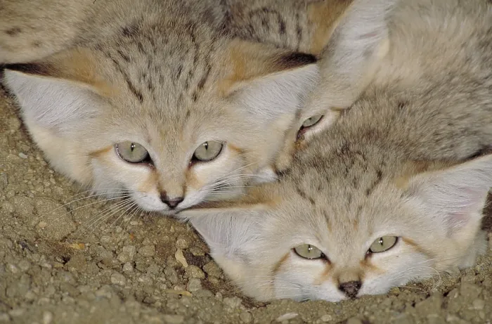 Framed Print : Sand cat (Felis margarita)