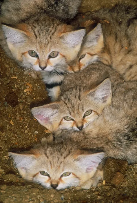Framed Print : Sand cats (Felis margarita), Indigenous from the Sahara to Pakistan Framed Print : Sand cats (Felis margarita), Indigenous from the Sahara to Pakistan