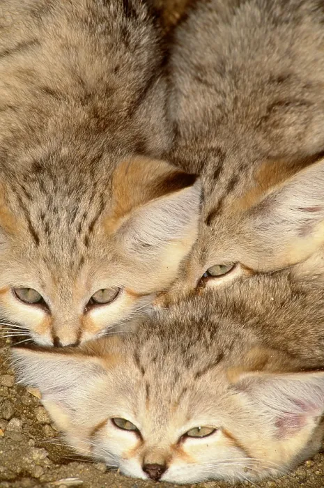 Framed Print : Sand Cats (Felis margarita), indigenous from the Sahara to Pakistan Framed Print : Sand Cats (Felis margarita), indigenous from the Sahara to Pakistan