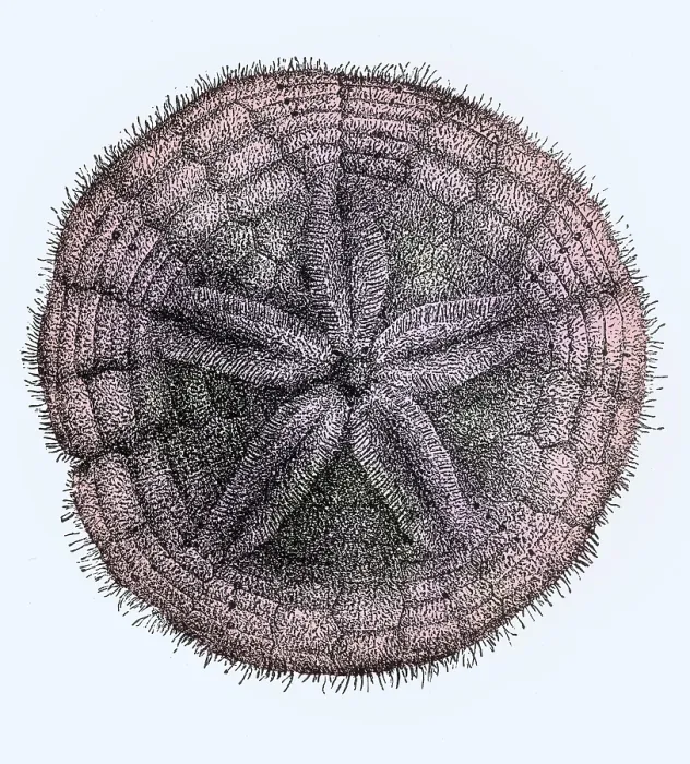 Framed Print : Sand Dollar, Echinoderm Framed Print : Sand Dollar, Echinoderm