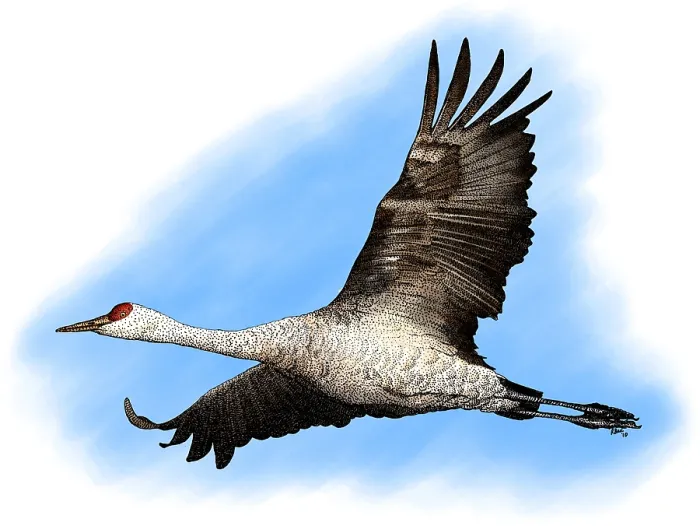 Framed Print : Sandhill Crane Framed Print : Sandhill Crane